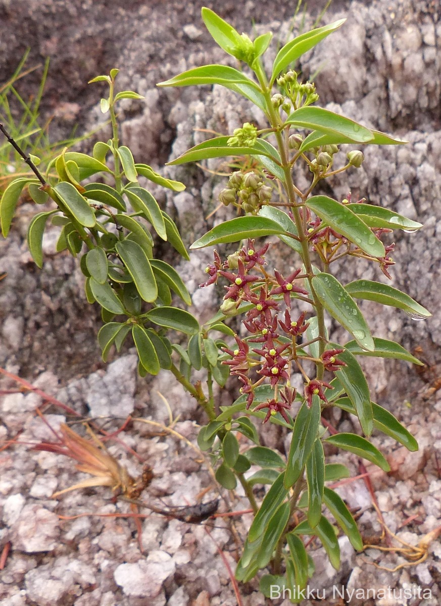 Vincetoxicum fasciculatum (Buch.-Ham. ex Wight) Kuntze
